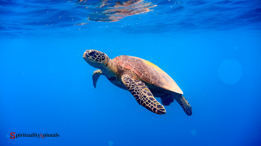 Spiritual Meaning of Turtle