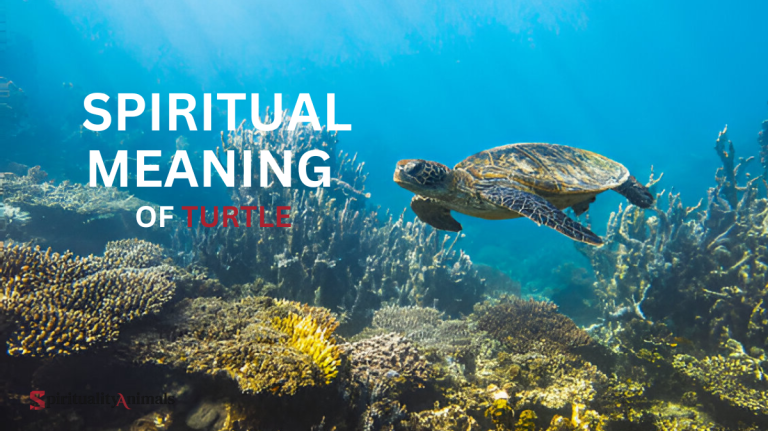 Spiritual Meaning of Turtle
