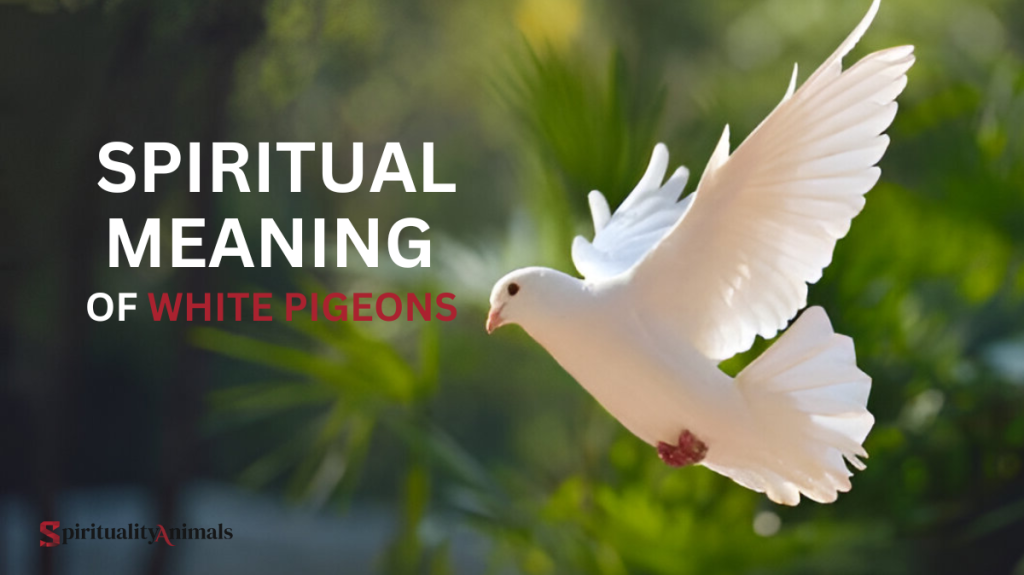 Spiritual Meaning of White Pigeons