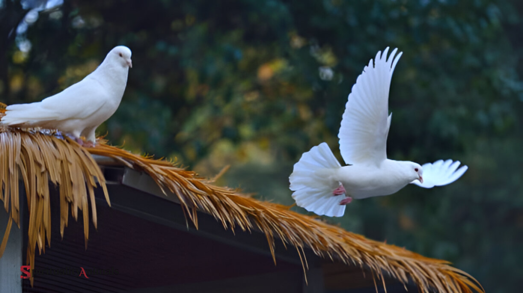 Spiritual Meaning of White Pigeons