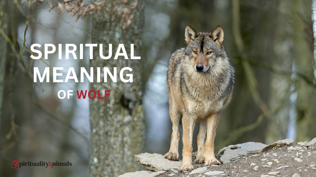 Spiritual Meaning of Wolf