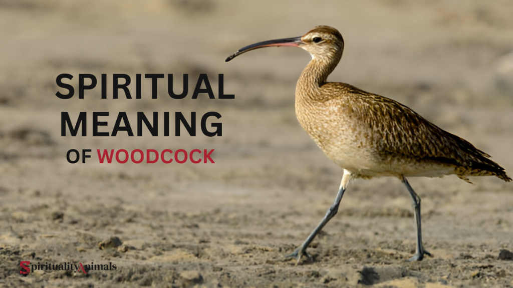 Spiritual Meaning of Woodcock