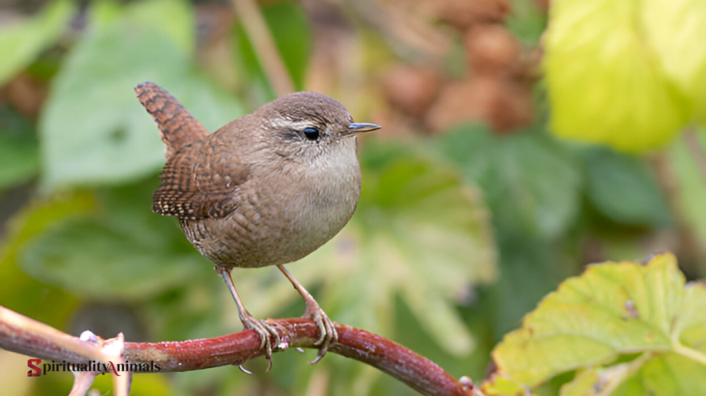 Spiritual Meaning of Wren