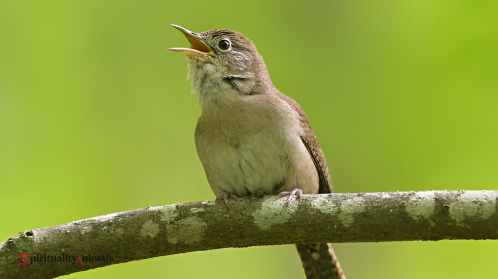 Spiritual Meaning of Wren