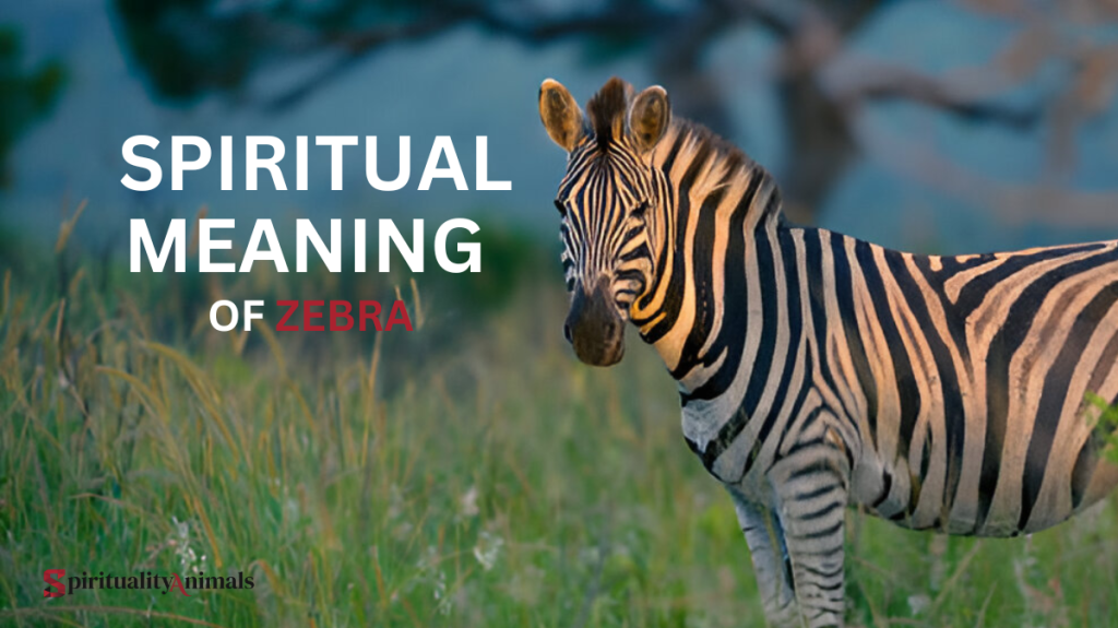 Spiritual Meaning of Zebra