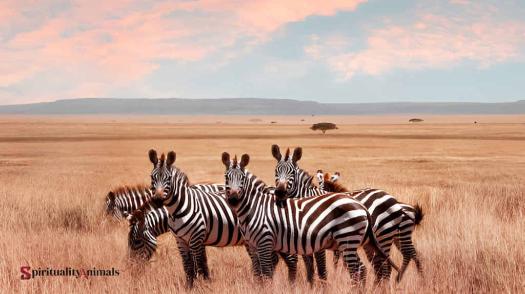 Spiritual Meaning of Zebra