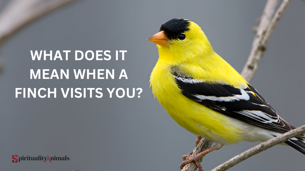 What Does It Mean When a Finch Visits You