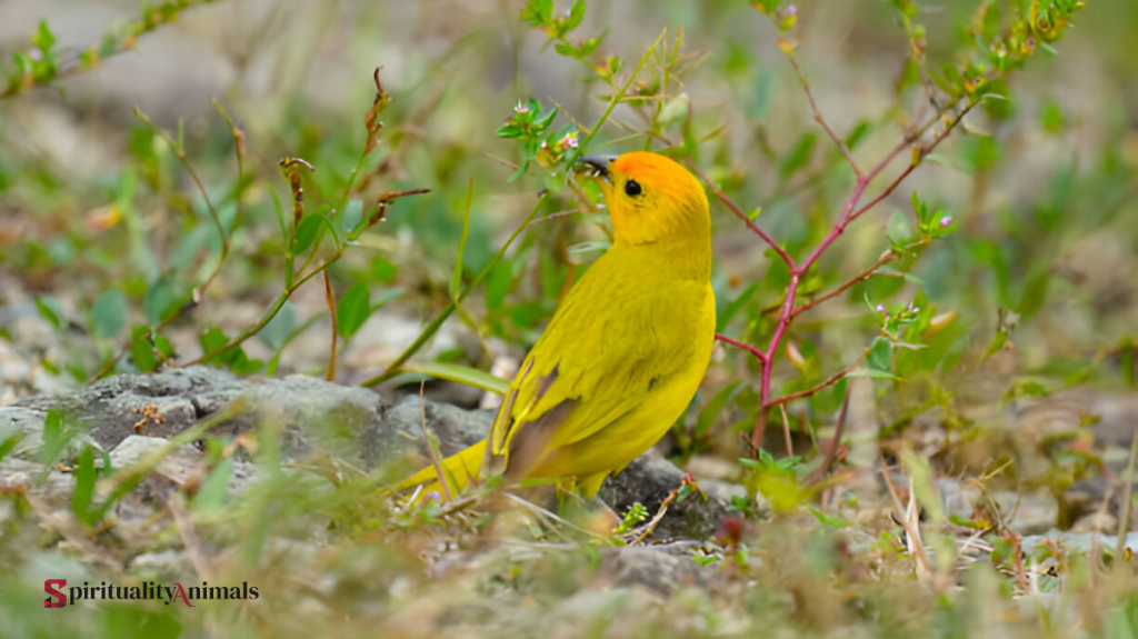 What Does It Mean When a Finch Visits You