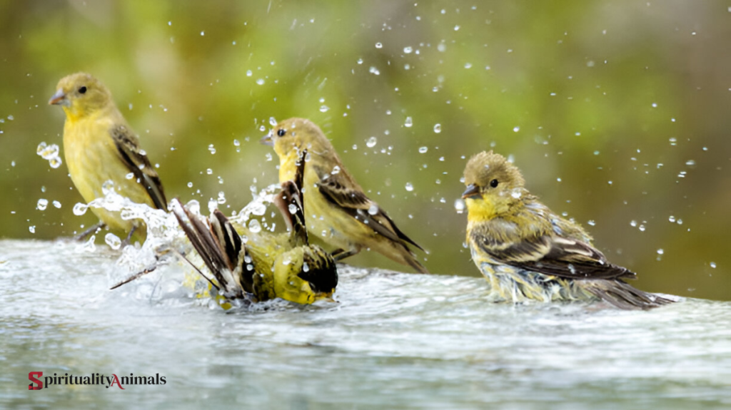 What Does It Mean When a Finch Visits You