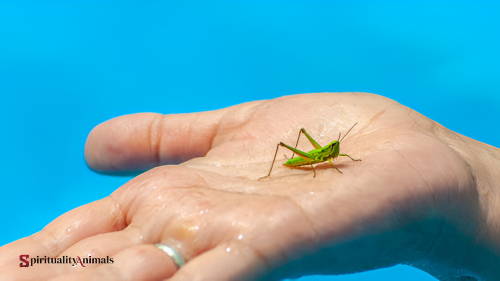 What Does It Mean When a Grasshopper Lands on You