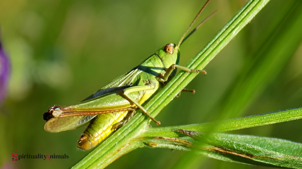 What Does It Mean When a Grasshopper Lands on You