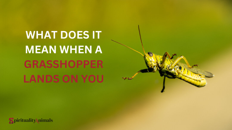 What Does It Mean When a Grasshopper Lands on You