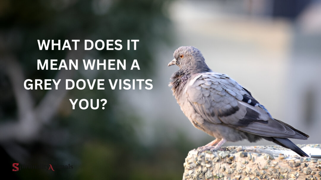 What Does It Mean When a Grey Dove Visits You