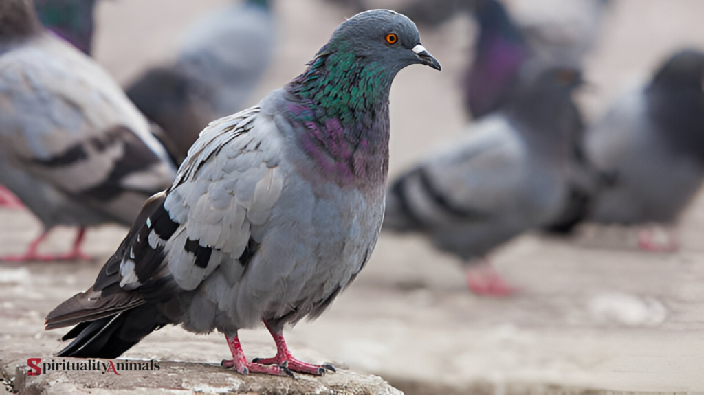 What Does It Mean When a Grey Dove Visits You