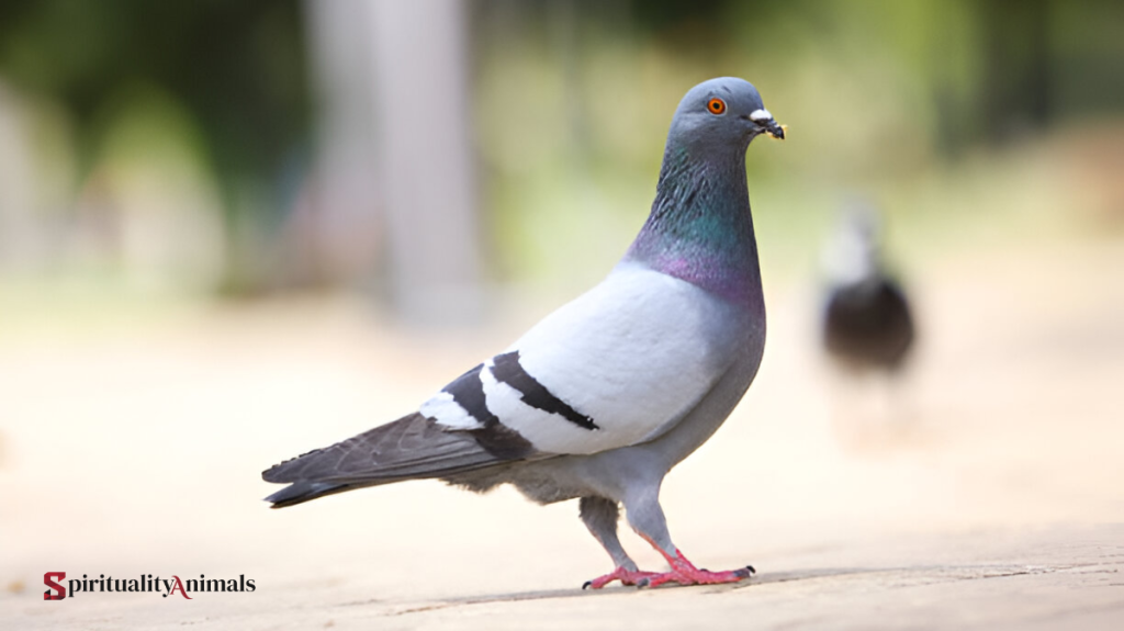 What Does It Mean When a Grey Dove Visits You
