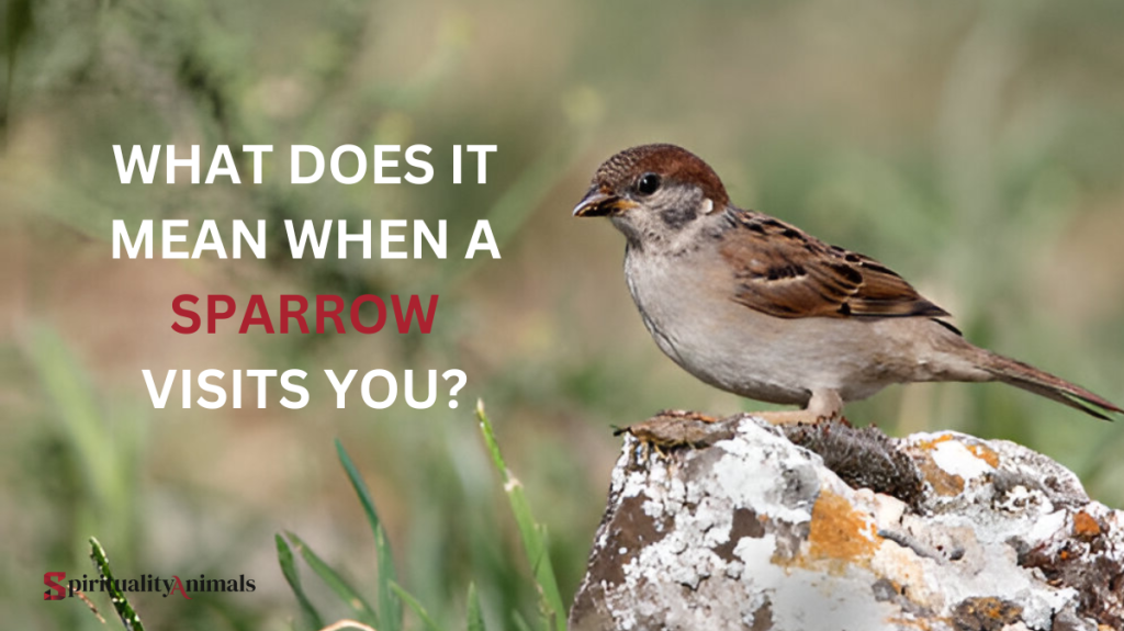 What Does It Mean When a Sparrow Visits You