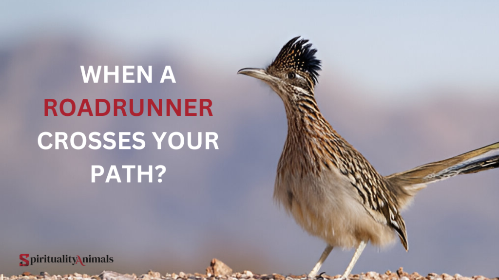 When a Roadrunner Crosses Your Path