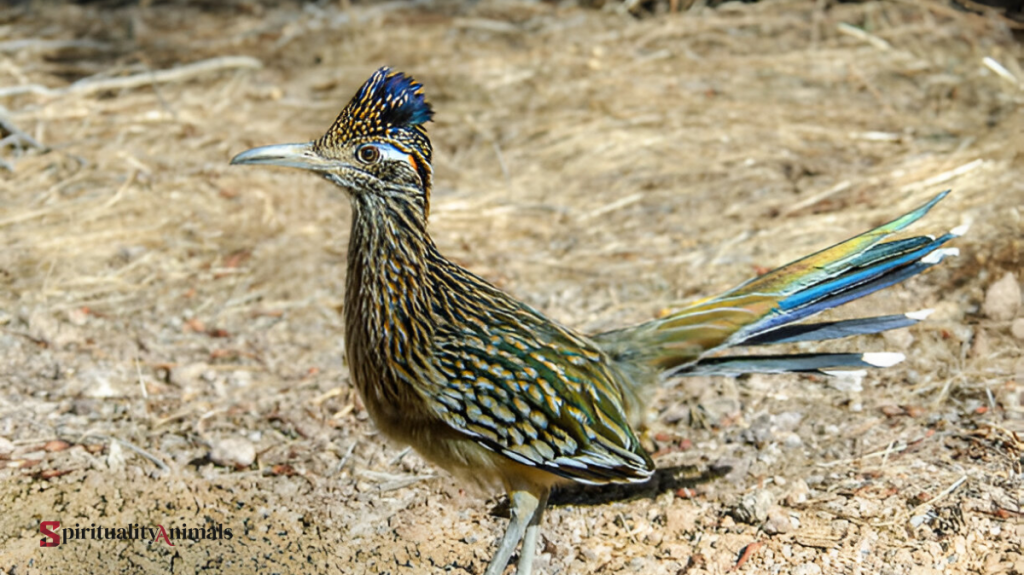 When a Roadrunner Crosses Your Path