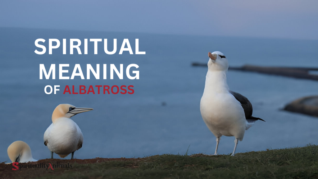Spiritual Meaning of Albatross