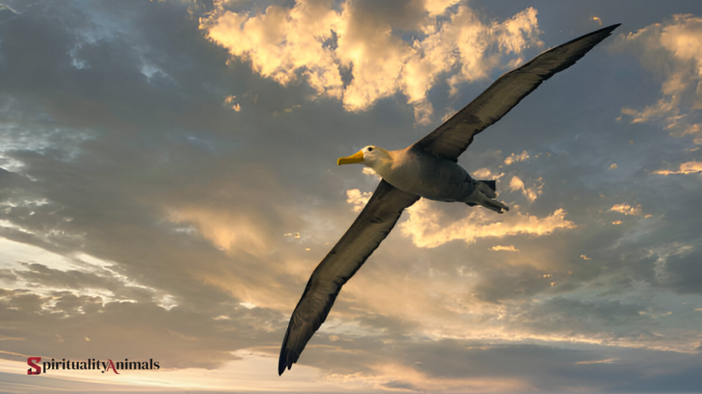 Spiritual Meaning of Albatross