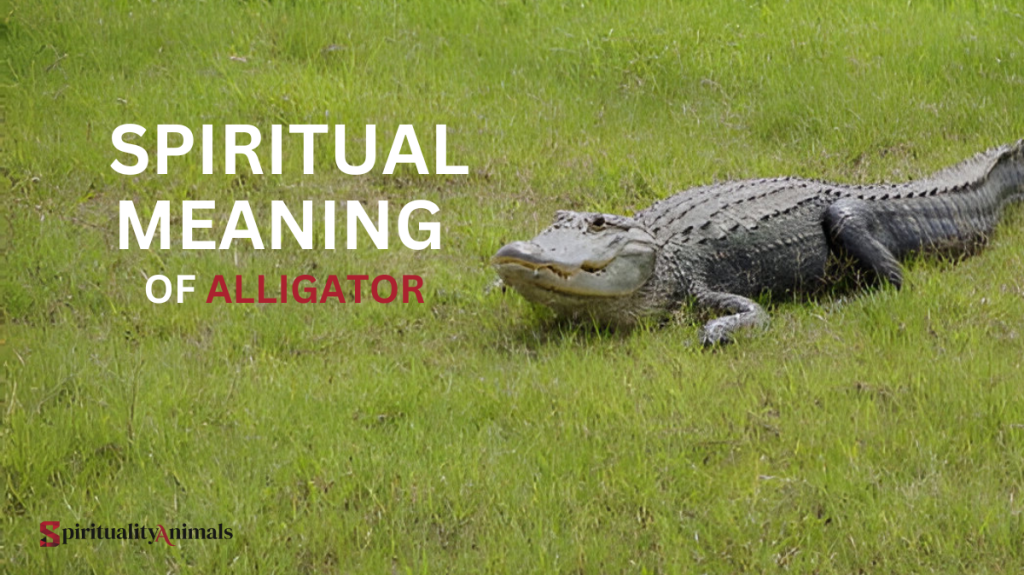 Spiritual Meaning of Alligator