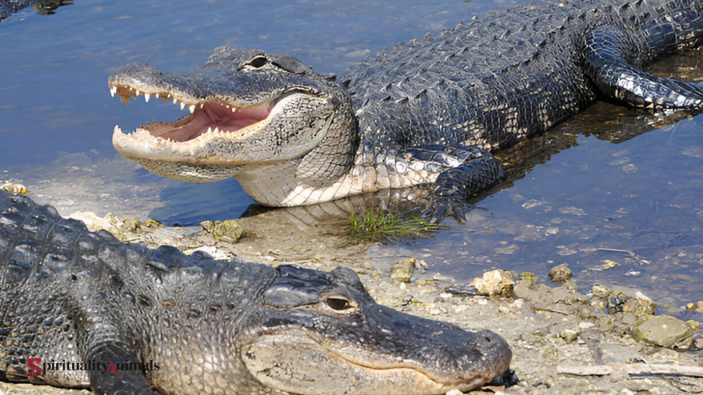 Spiritual Meaning of Alligator