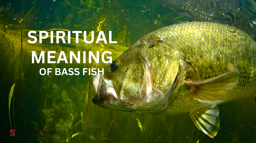 Spiritual Meaning of Bass Fish