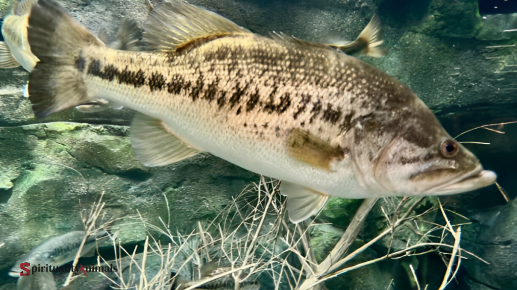 Spiritual Meaning of Bass Fish