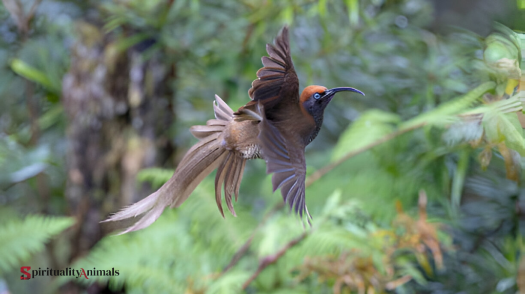 Spiritual Meaning of Bird of Paradise