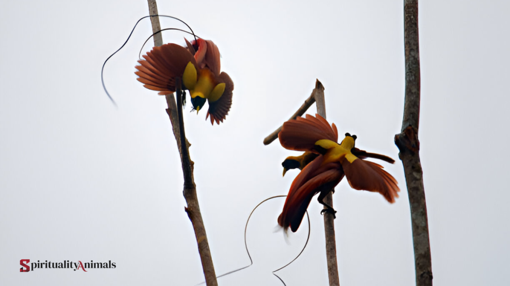 Spiritual Meaning of Bird of Paradise