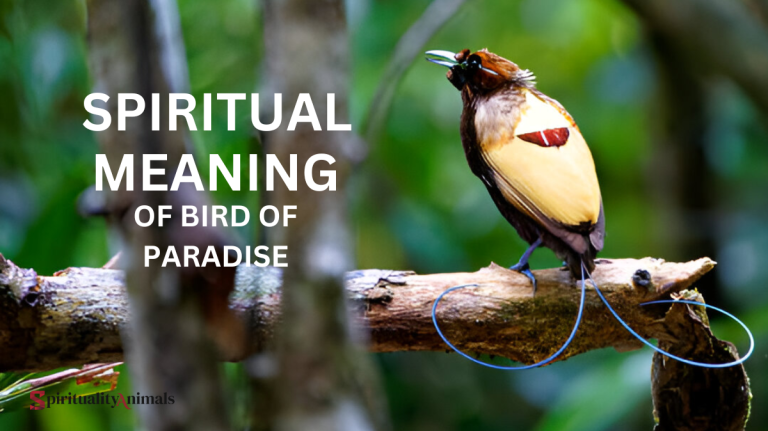 Spiritual Meaning of Bird of Paradise