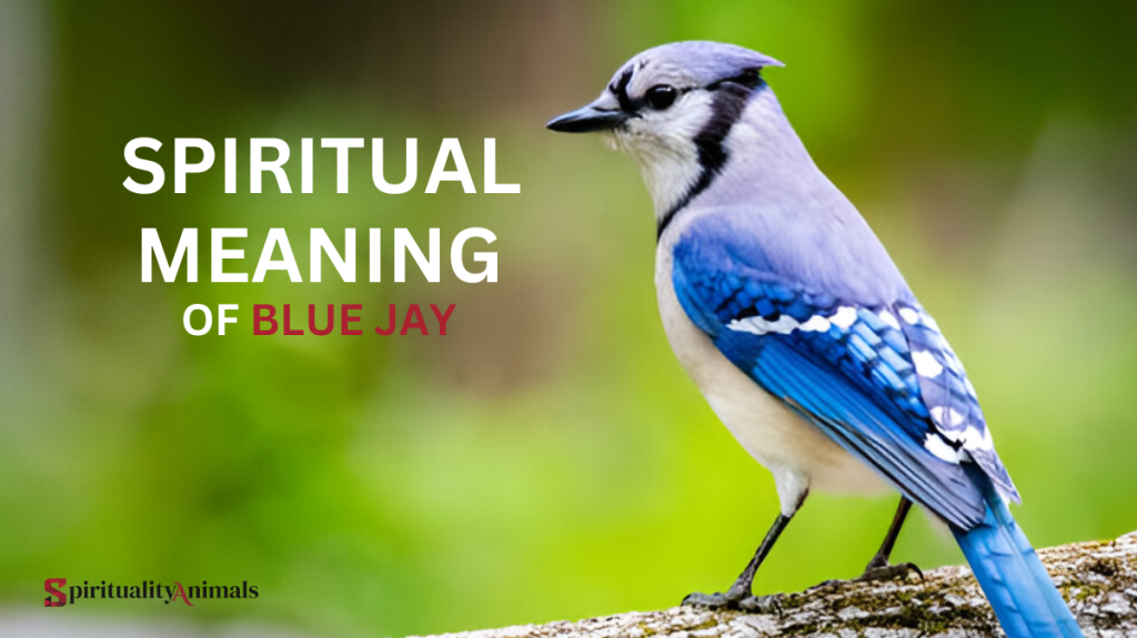Spiritual Meaning of Blue Jay
