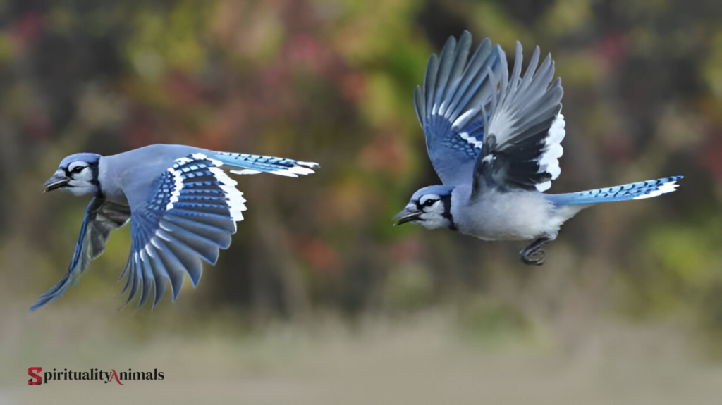 Spiritual Meaning of Blue Jay