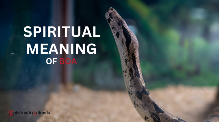 Spiritual Meaning of Boa