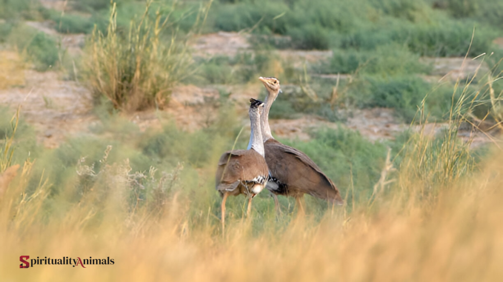 Spiritual Meaning of Bustard
