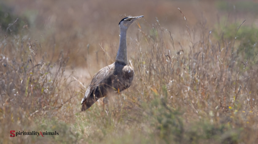Spiritual Meaning of Bustard