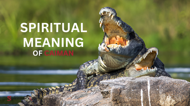 Spiritual Meaning of Caiman