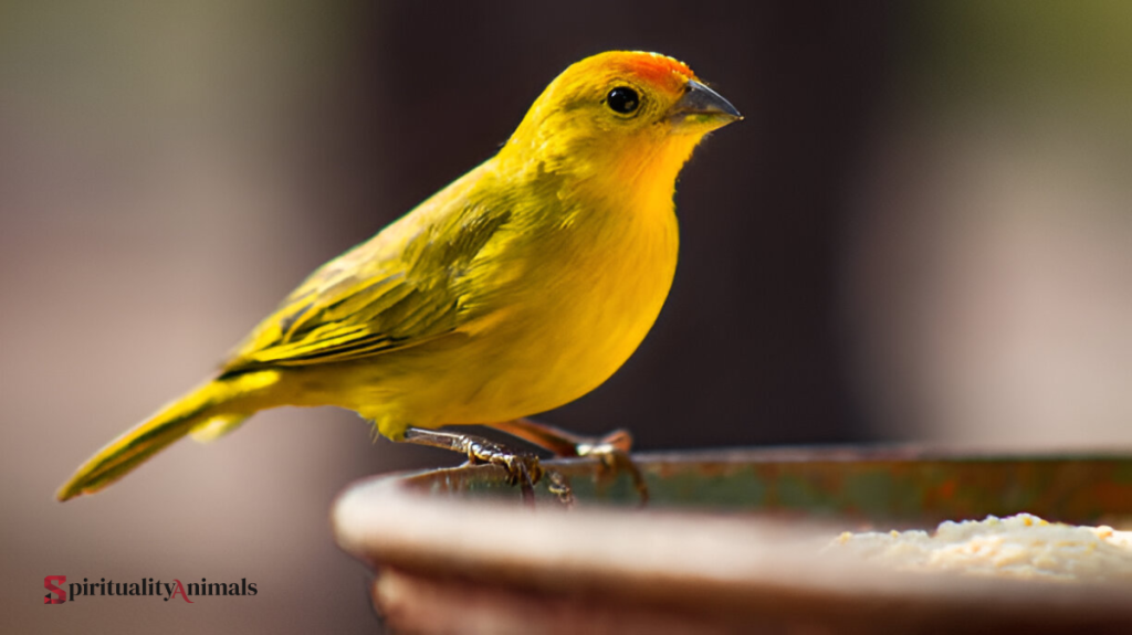 Spiritual Meaning of Canary