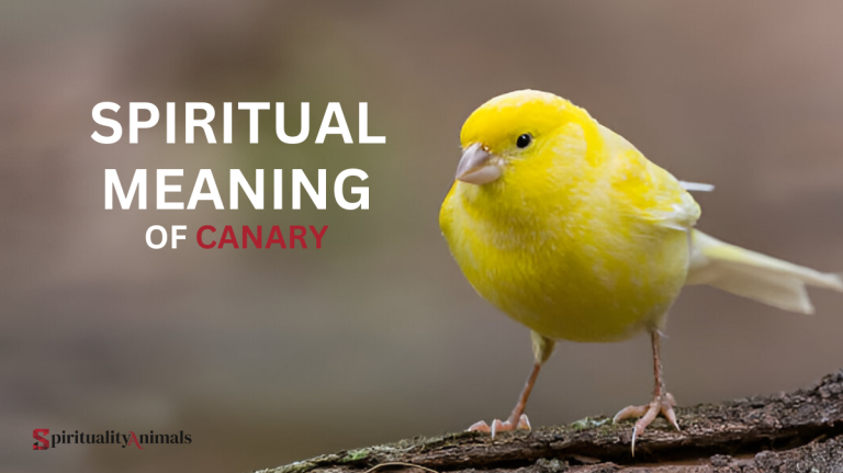 Spiritual Meaning of Canary
