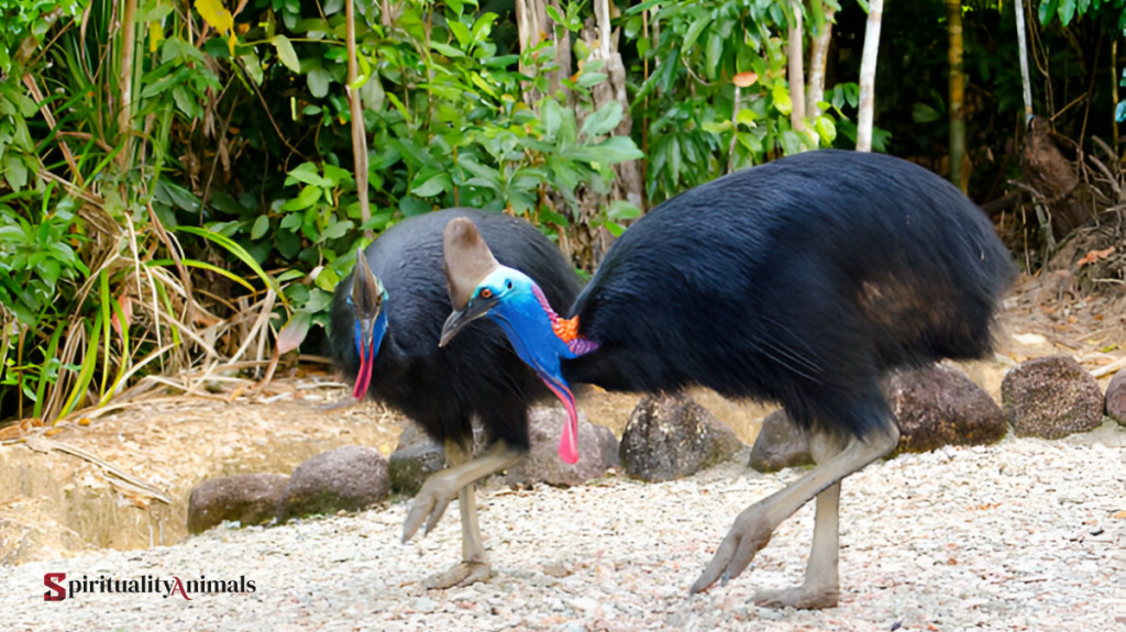 Spiritual Meaning of Cassowary