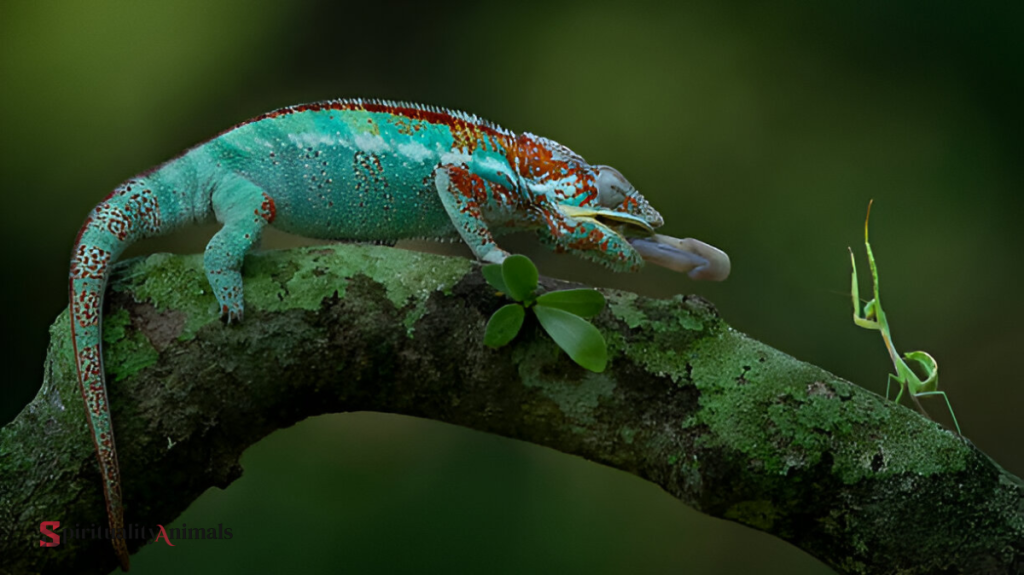 Spiritual Meaning of Chameleon
