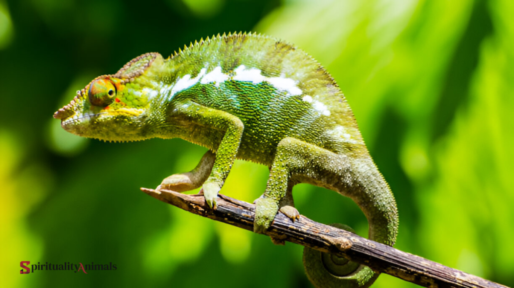 Spiritual Meaning of Chameleon