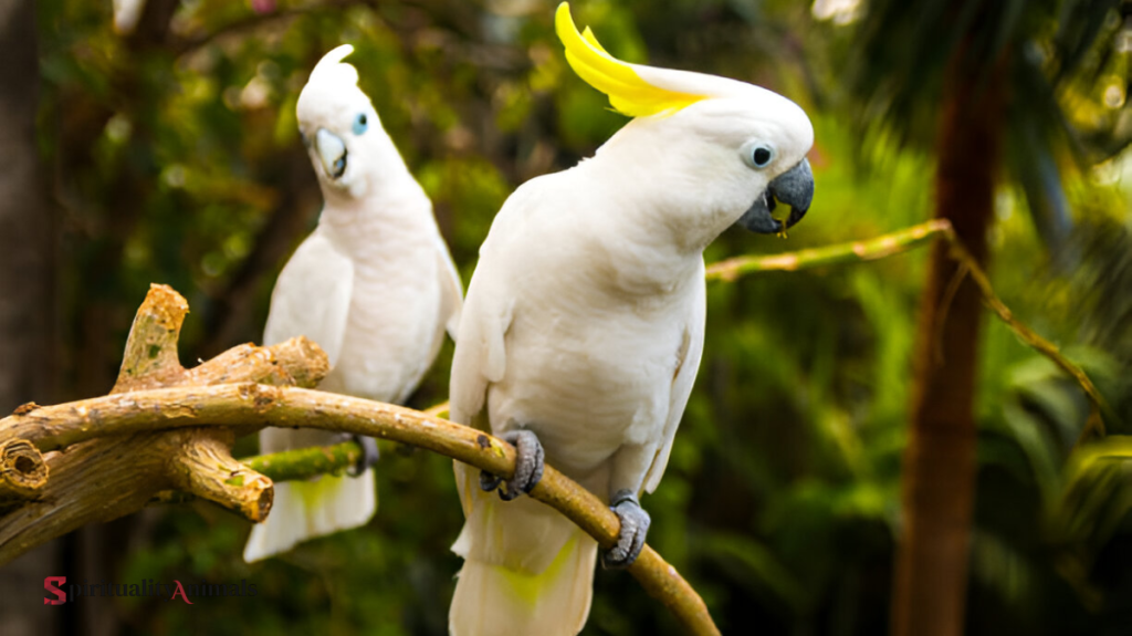 Spiritual Meaning of Cockatoo
