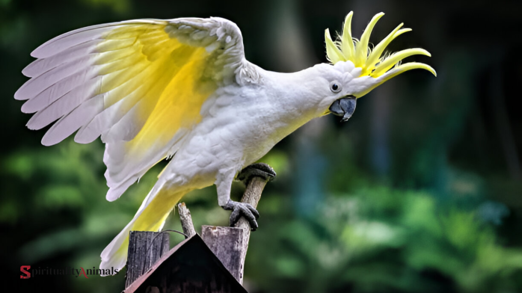 Spiritual Meaning of Cockatoo