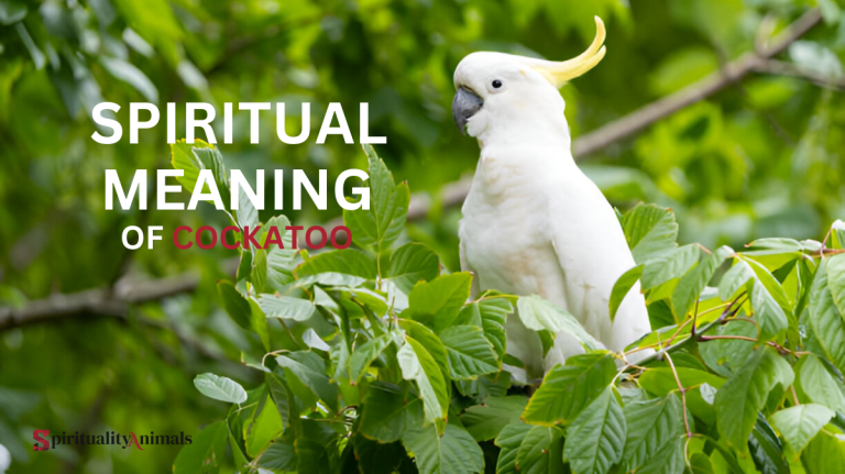 Spiritual Meaning of Cockatoo