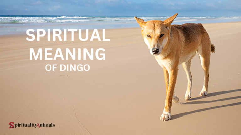 Spiritual Meaning of Dingo