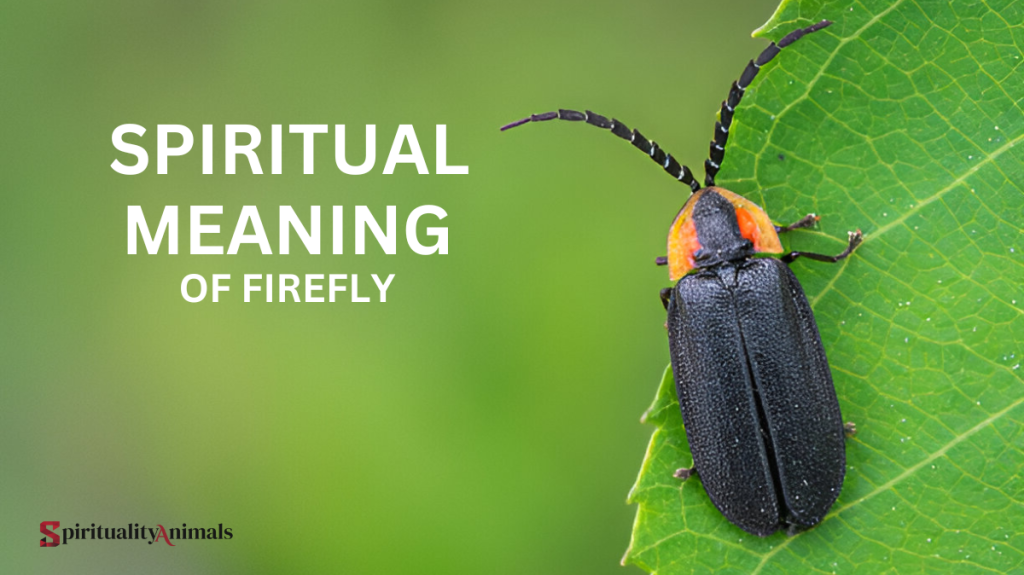Spiritual Meaning of Firefly