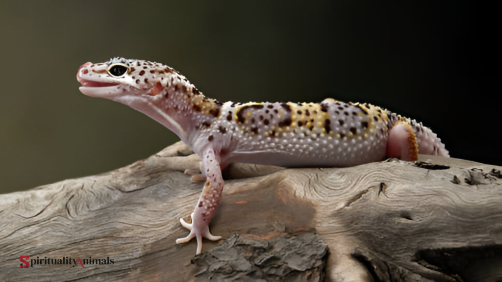 Spiritual Meaning of Gecko