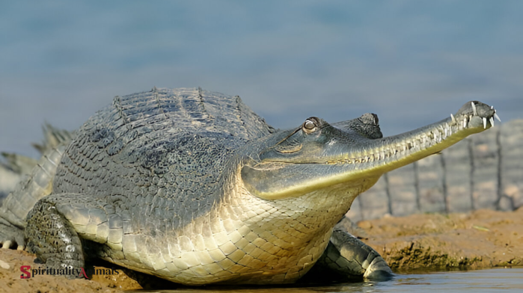 Spiritual Meaning of Gharial