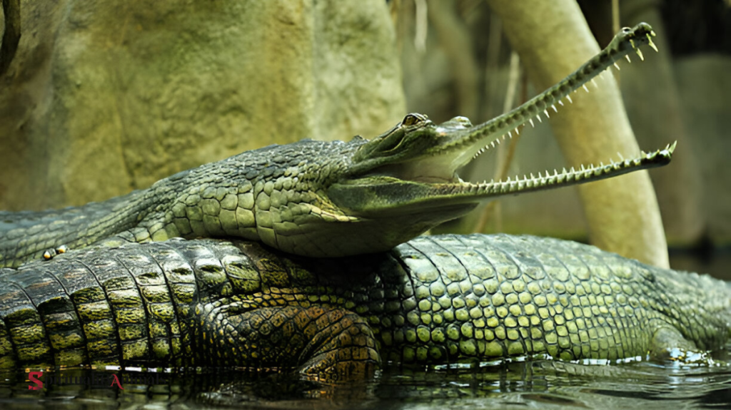 Spiritual Meaning of Gharial